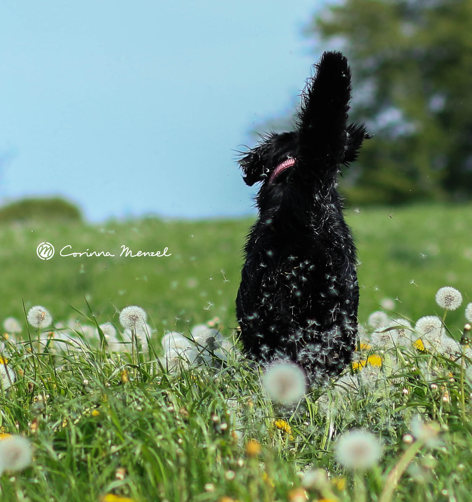 CorinnaMenzel_FlatundPusteblumen