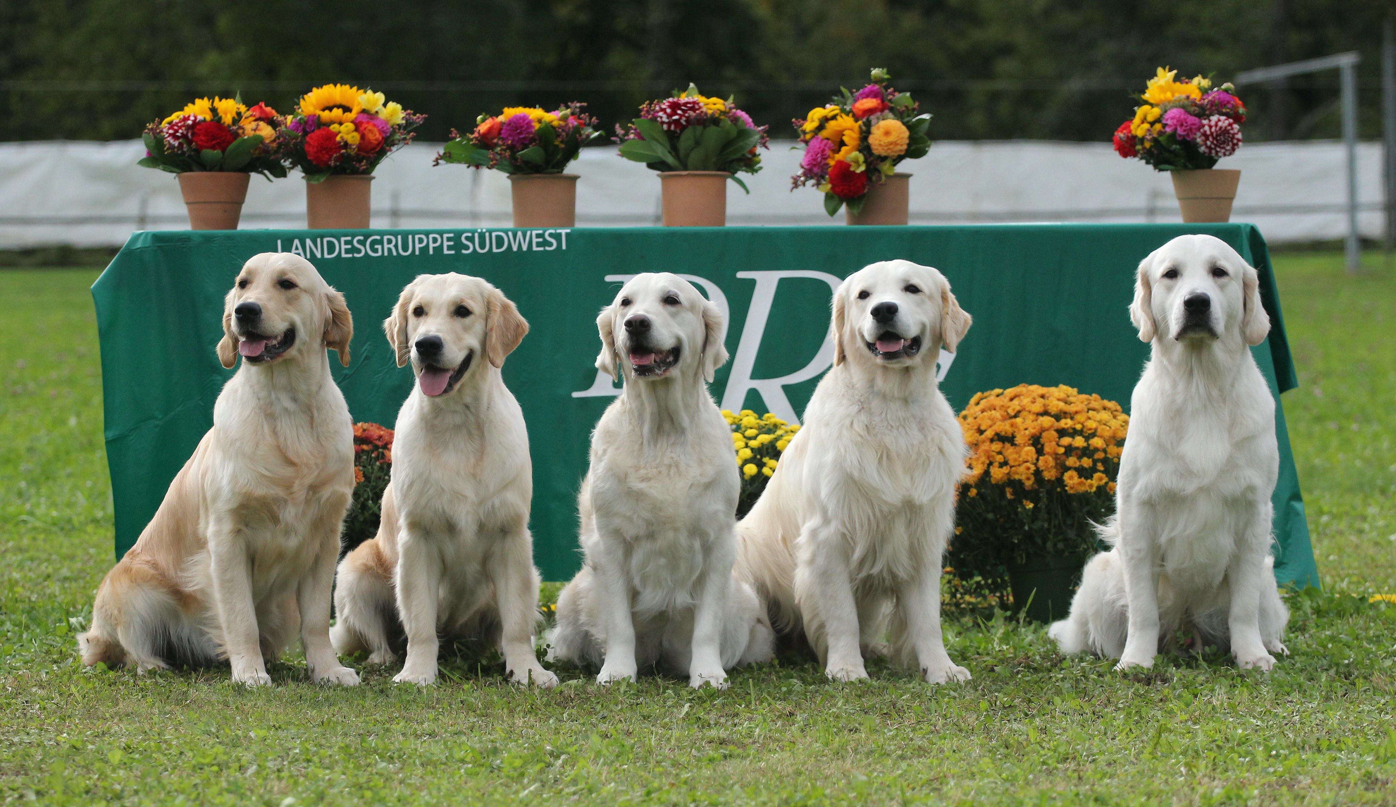 Züchter des Jahres 2019 Golden Retriever