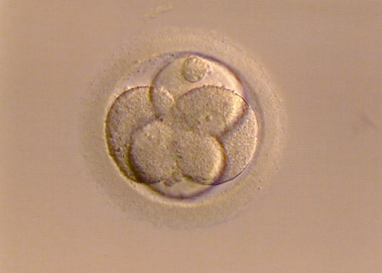 fertilized-egg-g44f1cb054_1280