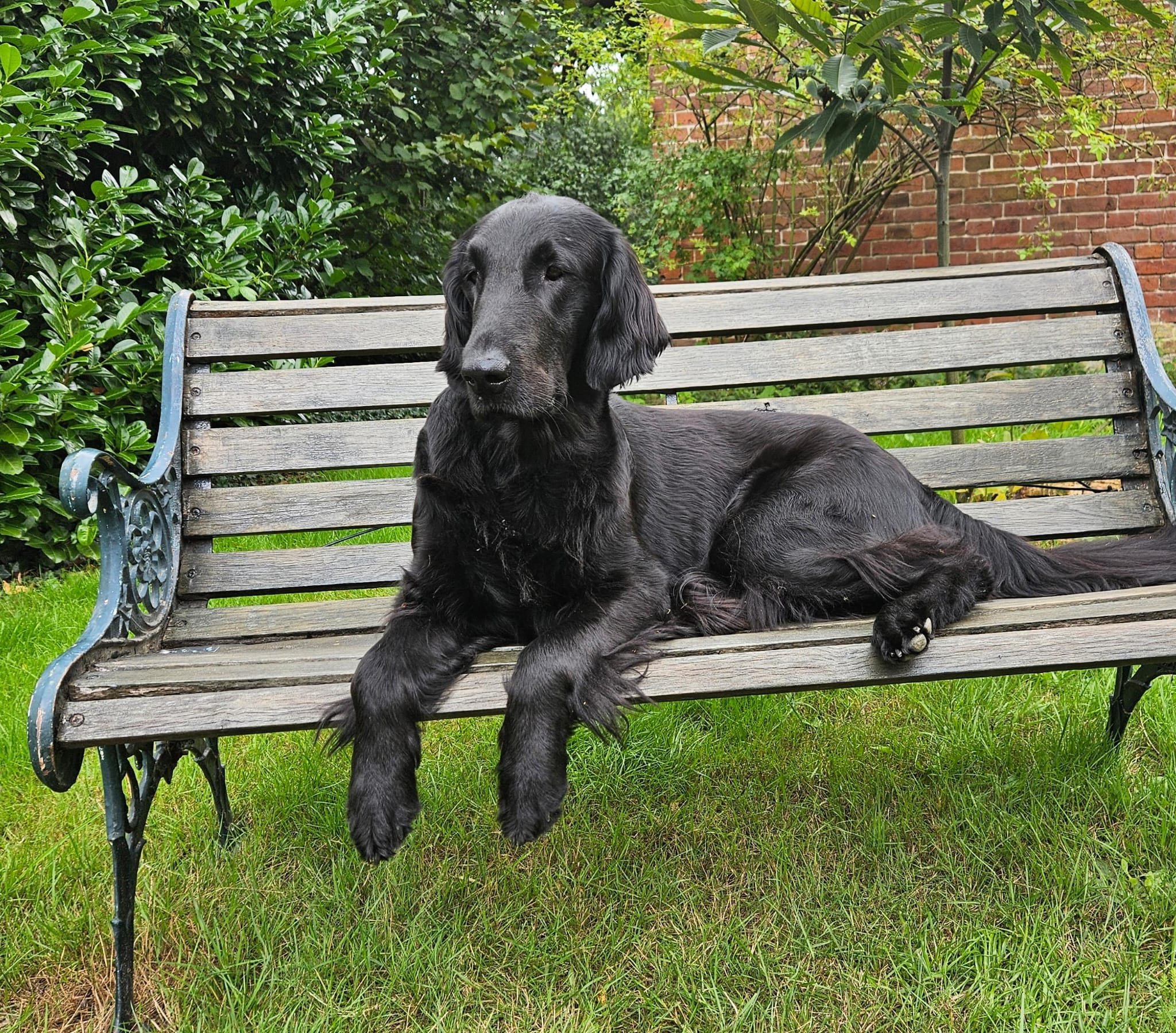 Flat Coated Retriever