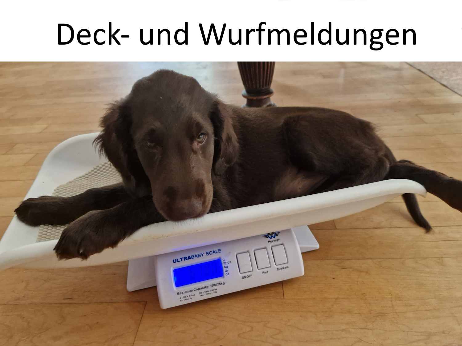 Deck- und Wurfmeldungen