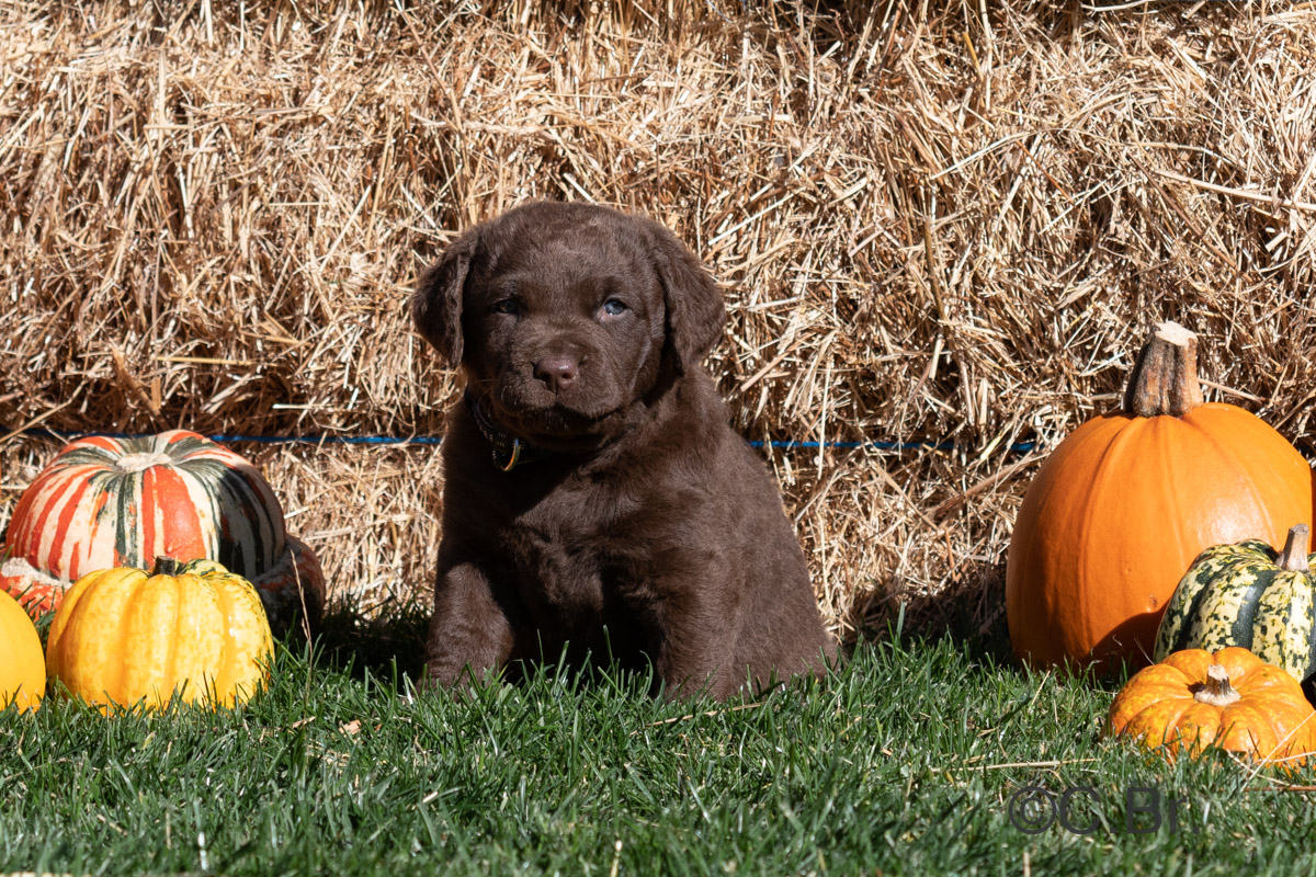 20211024-c.br.-1200px-09