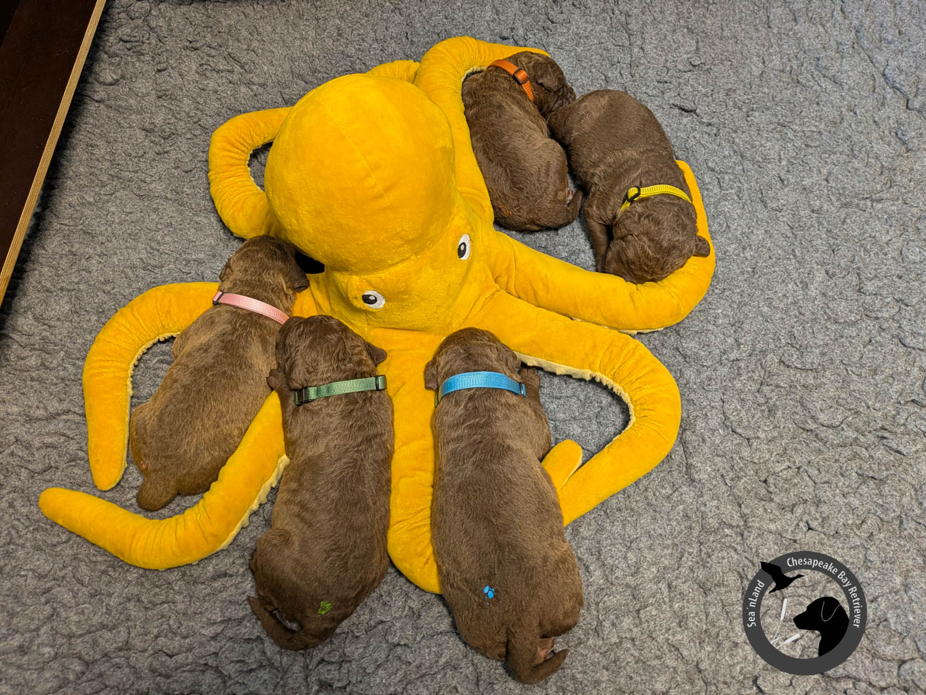 20250826-c.br.-1000px-06