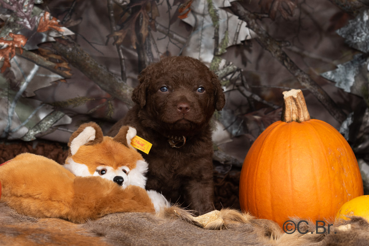 20211017-c.br.-1200px-19