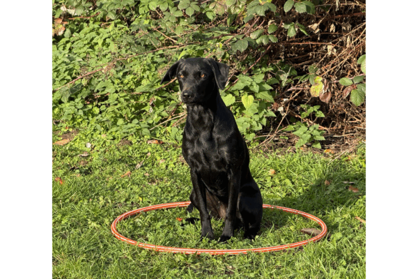 image001 (1) image001 (1)