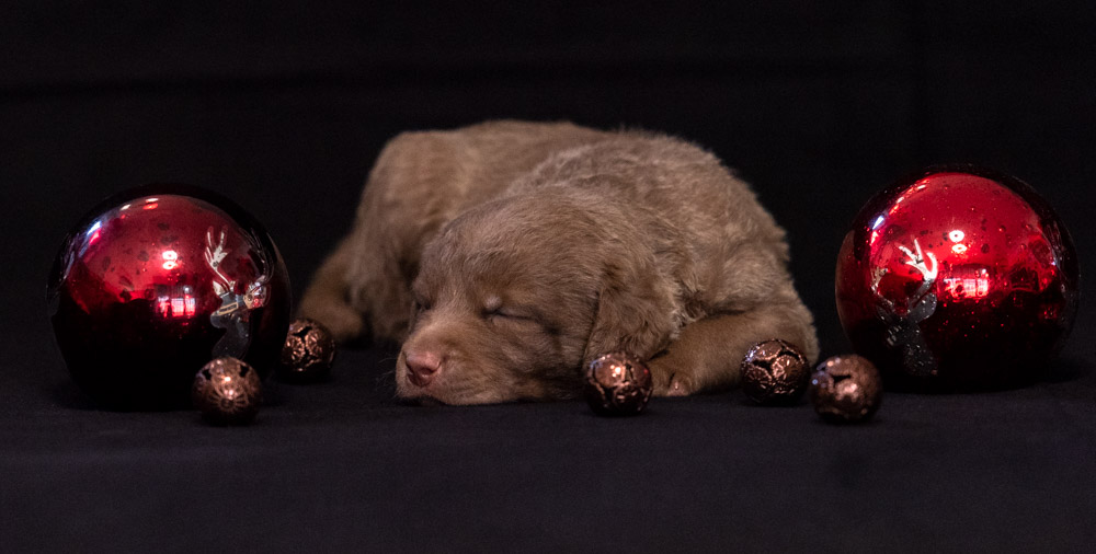 seanland_chesapeake_bay_retriever_20200127-1000px-010