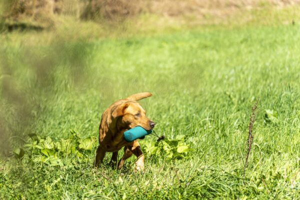 DRC BZG Münsterland Foto 4 Beate Mondry
