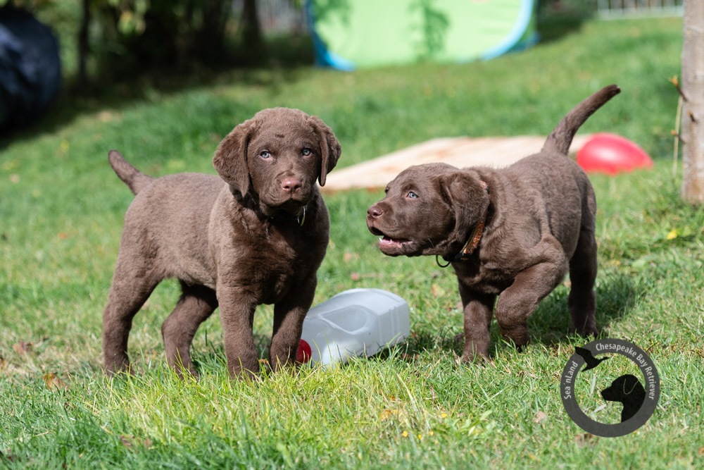 seanland_chesapeake_bay_retriever_20191007-1000px-001