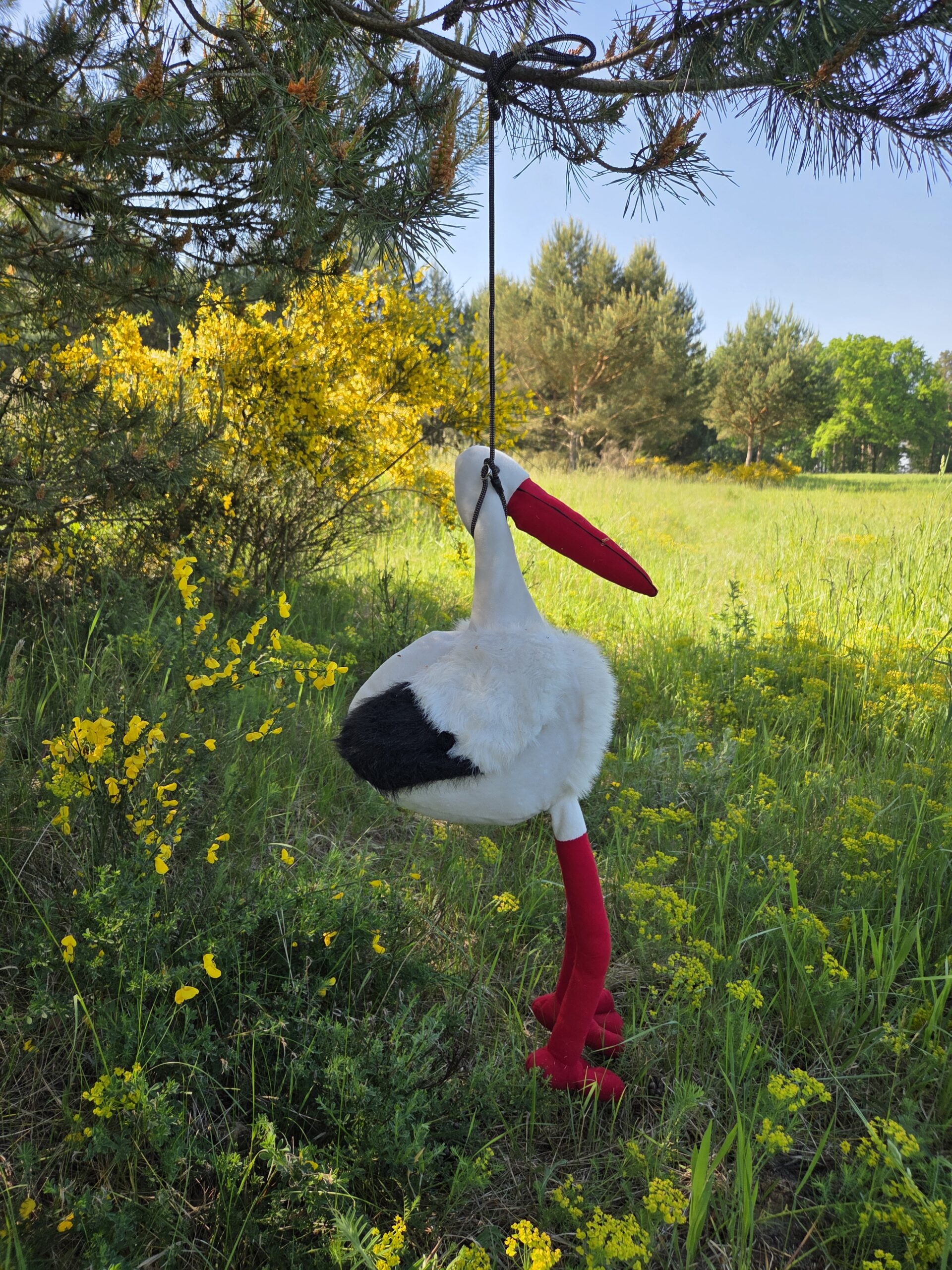 Foto Storch Wesenstest